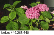 Bush Hydrangea flower in dark background. Стоковое видео, видеограф Елизавета Малкова / Фотобанк Лори