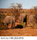 blur in south africa   kruger  wildlife  nature  reserve and  wild elephant. Стоковое фото, агентство Ingram Publishing / Фотобанк Лори