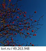 in south africa close up of erythrina lysistemon flower plant and clear sky. Стоковое фото, агентство Ingram Publishing / Фотобанк Лори