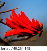 in south africa close up of erythrina lysistemon flower plant and clear sky. Стоковое фото, агентство Ingram Publishing / Фотобанк Лори