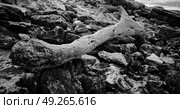 blur  in south africa    branch dead  tree coastline of st lucia and winter season. Стоковое фото, агентство Ingram Publishing / Фотобанк Лори