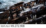 blur in south africa   betty’s bay wildlife  nature  reserve birds  penguin and rocks. Стоковое фото, агентство Ingram Publishing / Фотобанк Лори