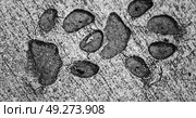 blur     in south africa  dirty footprint of wild animal marked the cement. Стоковое фото, агентство Ingram Publishing / Фотобанк Лори