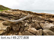 blur  in south africa    branch dead  tree coastline of st lucia and winter season. Стоковое фото, агентство Ingram Publishing / Фотобанк Лори