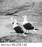 seagull   in south africa   coastline cape of good hope  and natural park reserve. Стоковое фото, агентство Ingram Publishing / Фотобанк Лори