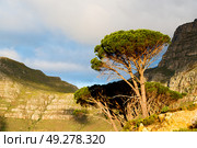 blur in south africa cape town panoramic   from table mountain   tree nature and cloud. Стоковое фото, агентство Ingram Publishing / Фотобанк Лори