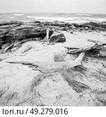 blur  in south africa    branch dead  tree coastline of st lucia and winter season. Стоковое фото, агентство Ingram Publishing / Фотобанк Лори