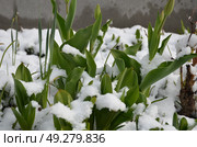 Tulips under the snow. Стоковое фото, фотограф Andrew_Swarga / Фотобанк Лори