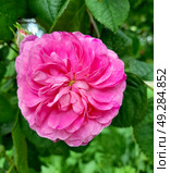 Роза дамасская (Rosa × damascena Mill.). Цветок крупным планом. Стоковое фото, фотограф Ирина Борсученко / Фотобанк Лори