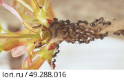 Symbiosis of ants and aphids. The ant tickles the aphid with its antennae, and it secretes a drop of sweet liquid. Ants graze and protect aphids from their enemies. Стоковое видео, видеограф Андрей Жигальцов / Фотобанк Лори