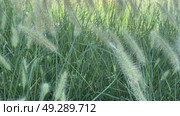 Close up of the ornamental grass Pennisetum alopecuroides Red Head in the garden. Стоковое видео, видеограф Ирина Старикова / Фотобанк Лори