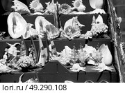 full in market old table shell and sealife in sale. Стоковое фото, агентство Ingram Publishing / Фотобанк Лори