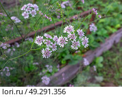 Кориандр (кинза)  цветет. Стоковое фото, фотограф Лариса Веселова / Фотобанк Лори