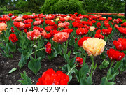 Gudoshnik Double tulips blooming in red and orange tones with green horizon in the background on a sunny spring day. Стоковое фото, фотограф Татьяна Терехина / Фотобанк Лори
