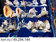 full in market old table shell and sealife in sale. Стоковое фото, агентство Ingram Publishing / Фотобанк Лори