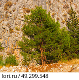  anatolia    from     the hill in asia turkey termessos old architecture and nature . Стоковое фото, агентство Ingram Publishing / Фотобанк Лори