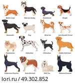 Colored Purebred Dogs Icon Set. Colored purebred dogs icon set with welsh corgi Siberian husky Rottweiler Dalmatian akita inu breeds vector illustration. Стоковая иллюстрация, агентство Ingram Publishing / Фотобанк Лори