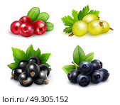 Berry Clusters Realistic Set. Set of isolated berry clusters in realistic style with gooseberries cranberries blueberries and black currants vector illustration. Стоковая иллюстрация, агентство Ingram Publishing / Фотобанк Лори