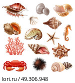 Seashell Realistic Set. Realistic set of different beautiful seashells and other sea animals isolated on white background vector illustration. Стоковая иллюстрация, агентство Ingram Publishing / Фотобанк Лори