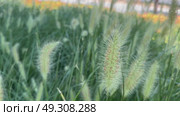 Close up of the ornamental grass Pennisetum alopecuroides Red Head in the garden. Стоковое видео, видеограф Ирина Старикова / Фотобанк Лори