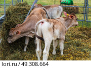 young calf of Swiss cattle breed. Стоковое фото, фотограф Ольга Сейфутдинова / Фотобанк Лори