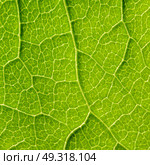 Green Leaf Texture With Visible Stomata Covering The Outer Epidermis Layer. Стоковое фото, агентство Ingram Publishing / Фотобанк Лори