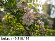 Blooming robinia pseudoacacia, commonly known in Russian as white acacia, is a fast—growing tree, a species of the genus Robinia of the Legume family Fabaceae on a sunny spring day, Astrakhan, Russia. Стоковое фото, фотограф Ula Ulachka / Фотобанк Лори