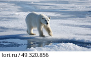 Polar bear walking cautiously across thin sea ice. Life in permafrost conditions, climate change problems on the planet. Global warming. Стоковое AI-изображение, AI-художник ALLA YURTAYEVA / Фотобанк Лори