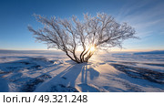 A resilient tree with frozen roots growing in harsh permafrost, low sun casting long shadows on snow-crusted earth. Life in permafrost conditions, climate change problems on the planet. Global warming. Стоковое AI-изображение, AI-художник ALLA YURTAYEVA / Фотобанк Лори