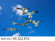 Seagulls sea gulls group flying on blue sky in Caribbean sea. Стоковое фото, агентство Ingram Publishing / Фотобанк Лори