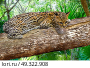 Ocelote Leopardus pardalis Ocelot cat in central america Jungle photomount. Стоковое фото, агентство Ingram Publishing / Фотобанк Лори