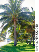 Cancun Kukulcan boulevard palm trees garden in Mayan Riviera Mexico. Стоковое фото, агентство Ingram Publishing / Фотобанк Лори