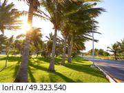 Cancun Mexico Kukulcan boulevard palm trees at Hotel Zone in Mexico. Стоковое фото, агентство Ingram Publishing / Фотобанк Лори