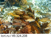 Mesoamerican barrier Great Mayan Reef grunt fishes in Riviera Maya Mexico. Стоковое фото, агентство Ingram Publishing / Фотобанк Лори