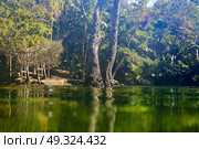 Cenote in Riviera Maya of Mayan Mexico sinkhole exposing groundwater. Стоковое фото, агентство Ingram Publishing / Фотобанк Лори