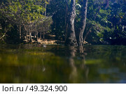 Cenote in Riviera Maya of Mayan Mexico sinkhole exposing groundwater. Стоковое фото, агентство Ingram Publishing / Фотобанк Лори