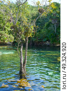 Cenote in Riviera Maya of Mayan Mexico sinkhole exposing groundwater. Стоковое фото, агентство Ingram Publishing / Фотобанк Лори