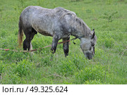 Пасущаяся лошадь. Стоковое фото, фотограф Лариса Вишневская / Фотобанк Лори