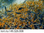 Isla mujeres reef snorkel coral and fishes Sergeant Major in Riviera Maya of Mexico. Стоковое фото, агентство Ingram Publishing / Фотобанк Лори