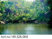 Cenote in Riviera Maya of Mayan Mexico sinkhole exposing groundwater. Стоковое фото, агентство Ingram Publishing / Фотобанк Лори