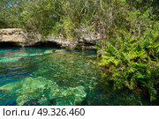 Cenote in Riviera Maya of Mayan Mexico sinkhole exposing groundwater. Стоковое фото, агентство Ingram Publishing / Фотобанк Лори