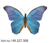Blue Butterfly Isolated on White Realistic Vector Illustration EPS10. Blue Butterfly Isolated on White Realistic Vector Illustration. Стоковая иллюстрация, агентство Ingram Publishing / Фотобанк Лори