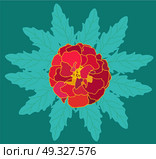 Beautiful Blooming Flower Tagetes with Green Leaves. Vector Illustration. EPS10. Beautiful Blooming Flower Tagetes with Green Leaves. Vector Illu. Стоковая иллюстрация, агентство Ingram Publishing / Фотобанк Лори