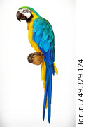Ara parrot. Macaw. Photo realistic 3d vector icon. Стоковая иллюстрация, агентство Ingram Publishing / Фотобанк Лори