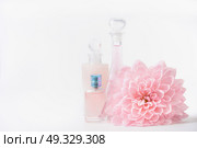 Cosmetic and perfume bottles with pink pale flower on white background, front view. Beauty and skin care concept. Стоковое фото, агентство Ingram Publishing / Фотобанк Лори
