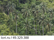 Palm trees in forest, Koh Samui, Surat Thani Province, Thailand. Стоковое фото, агентство Ingram Publishing / Фотобанк Лори