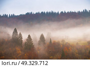 Rain in autumn colorful forest. Clouds of fog at rainy day in mountains. Pine, spruce, hornbeam and beech woodland. Стоковое фото, агентство Ingram Publishing / Фотобанк Лори