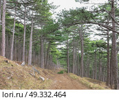 Прогулка по тропе Палласа. Крым. Редакционное фото, фотограф Татьяна Т / Фотобанк Лори