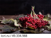 red viburnum berries on a branch on the table with leaves. Стоковое фото, агентство Ingram Publishing / Фотобанк Лори