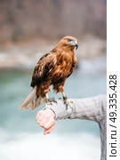 sight of a bird of prey close up. Стоковое фото, агентство Ingram Publishing / Фотобанк Лори